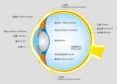 告訴你個“小秘密”：為什么眼睛不怕冷？